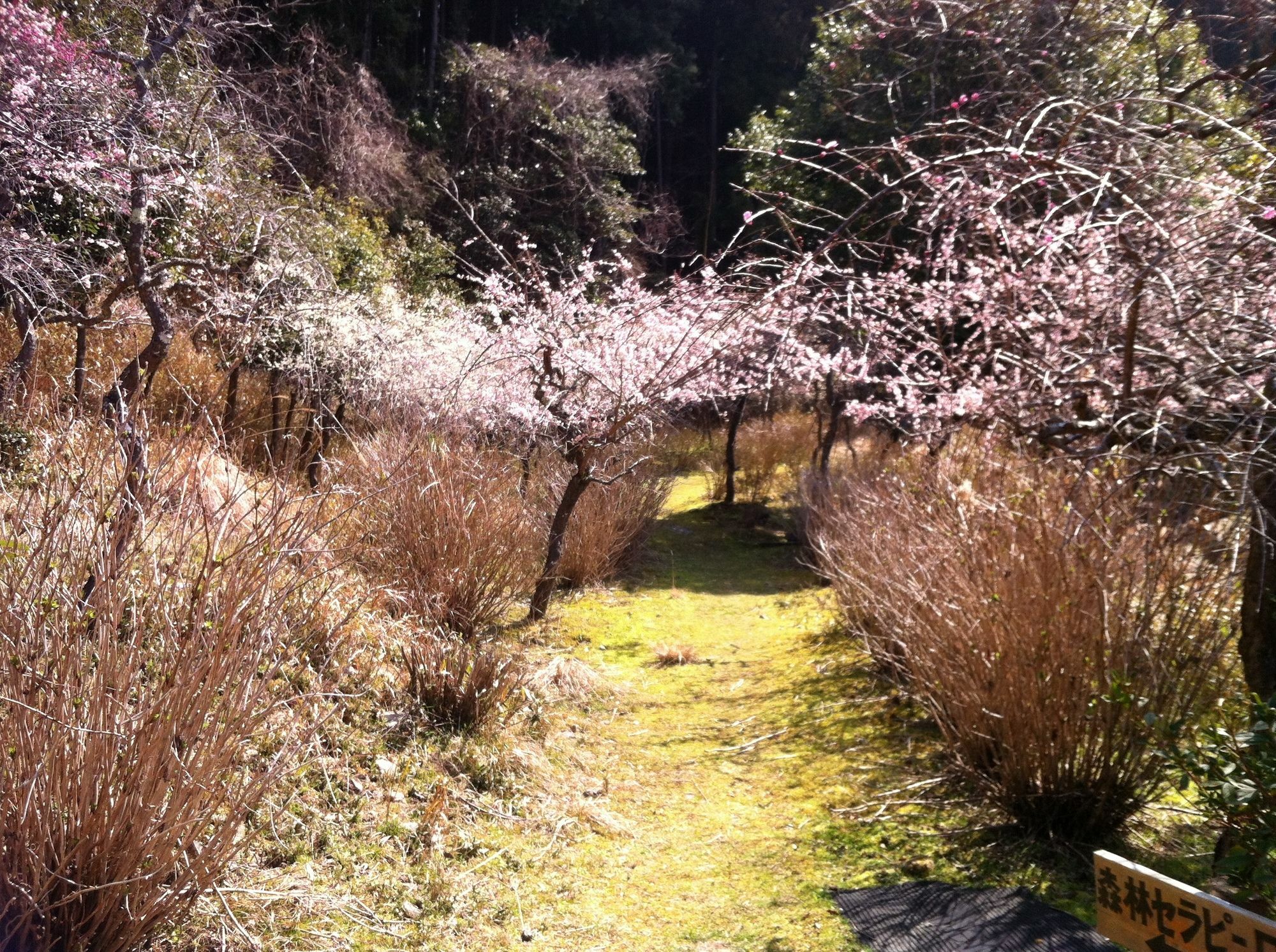 Hinotani Onsen Misugi Resort Tsu Eksteriør billede